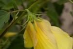 Hibiscus dongolensis