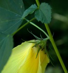 Hibiscus dongolensis