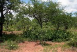 Hibiscus dongolensis