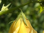Hibiscus dongolensis