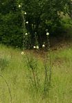 Hibiscus engleri