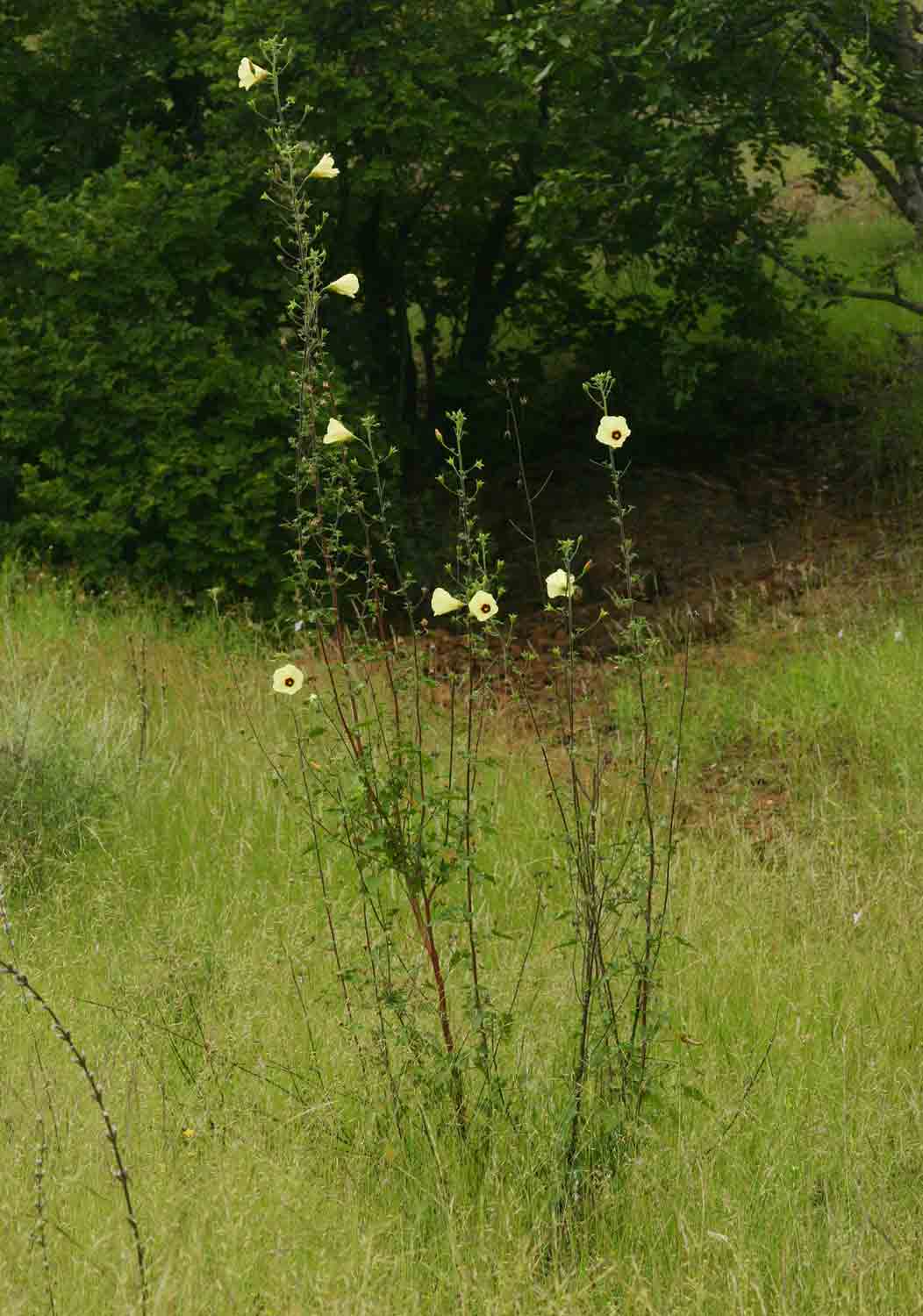 Hibiscus engleri