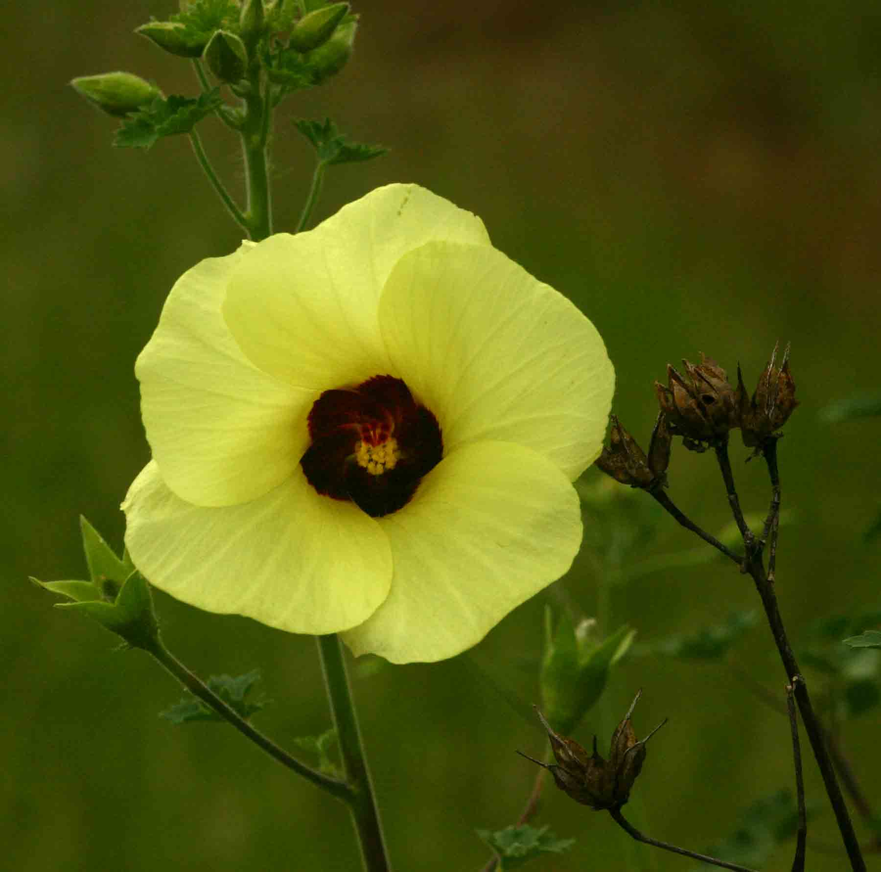 Hibiscus engleri