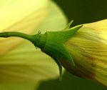 Hibiscus engleri