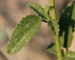 Hibiscus micranthus