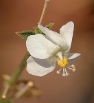 Hibiscus micranthus