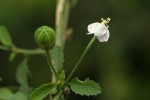 Hibiscus micranthus