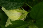 Hibiscus ovalifolius