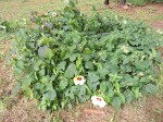 Hibiscus ovalifolius