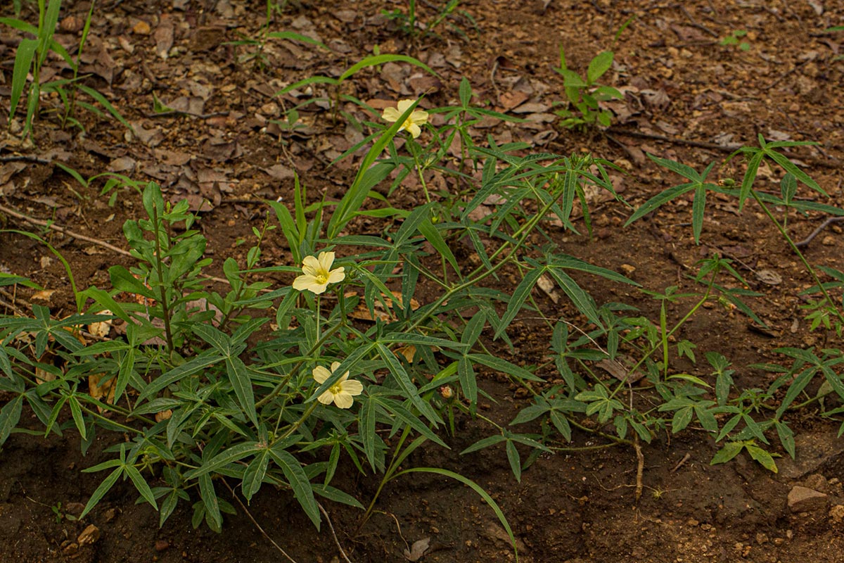 Hibiscus palmatus