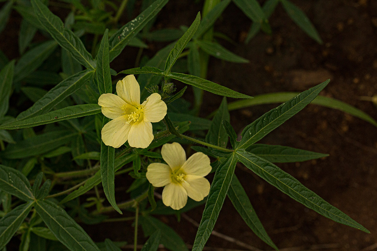 Hibiscus palmatus