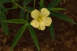 Hibiscus palmatus