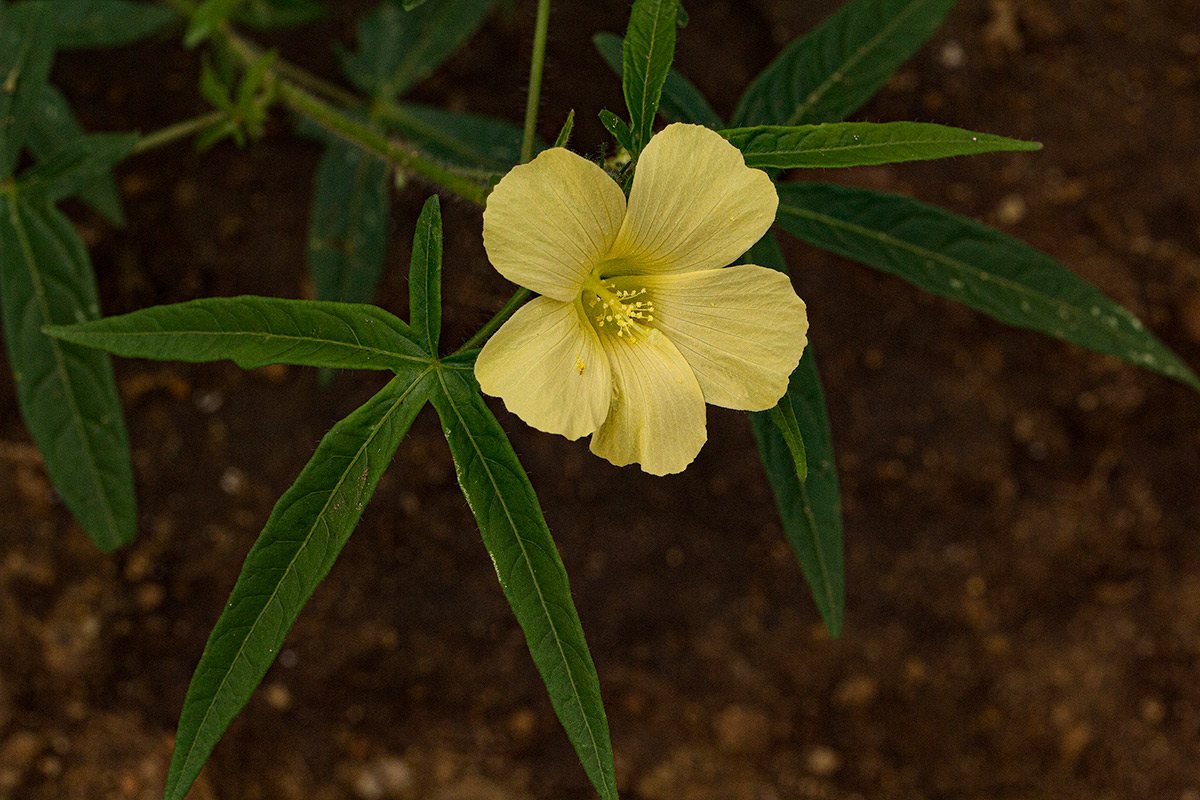 Hibiscus palmatus