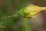 Hibiscus physaloides