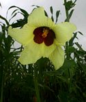 Hibiscus physaloides