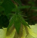 Hibiscus physaloides