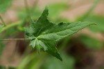 Hibiscus physaloides