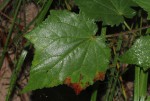 Hibiscus physaloides