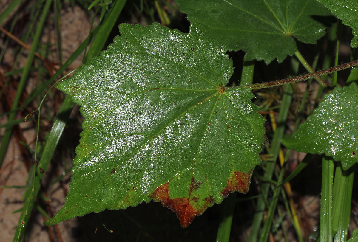Hibiscus physaloides