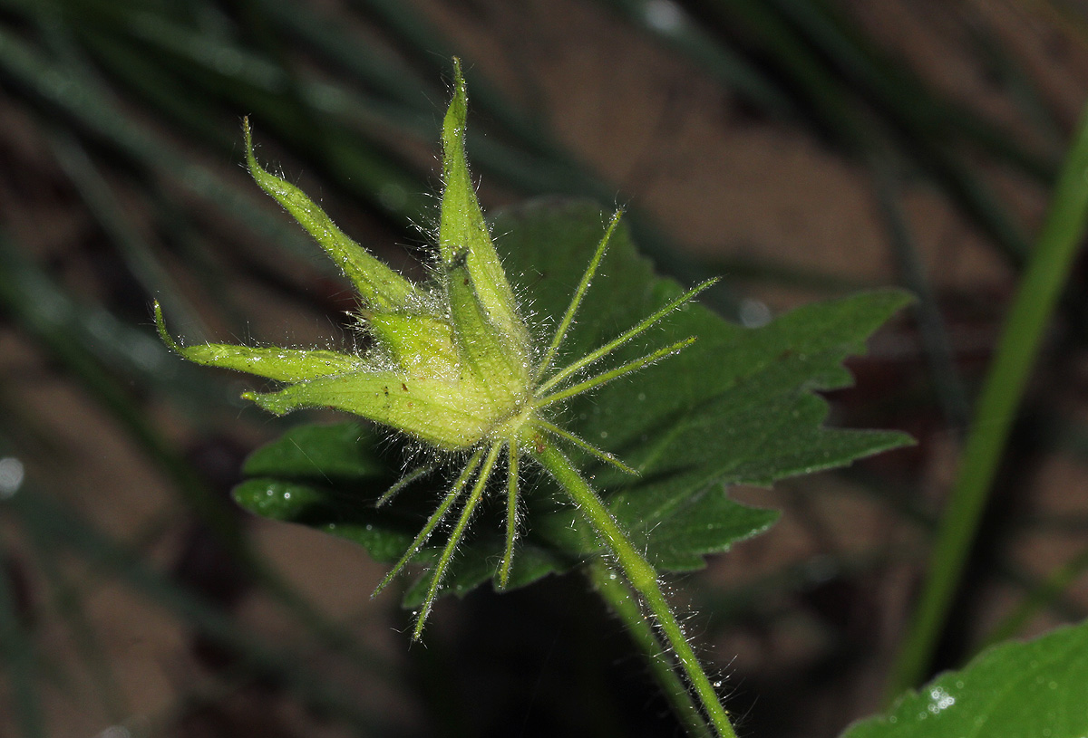 Hibiscus physaloides