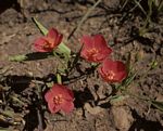 Hibiscus rhodanthus