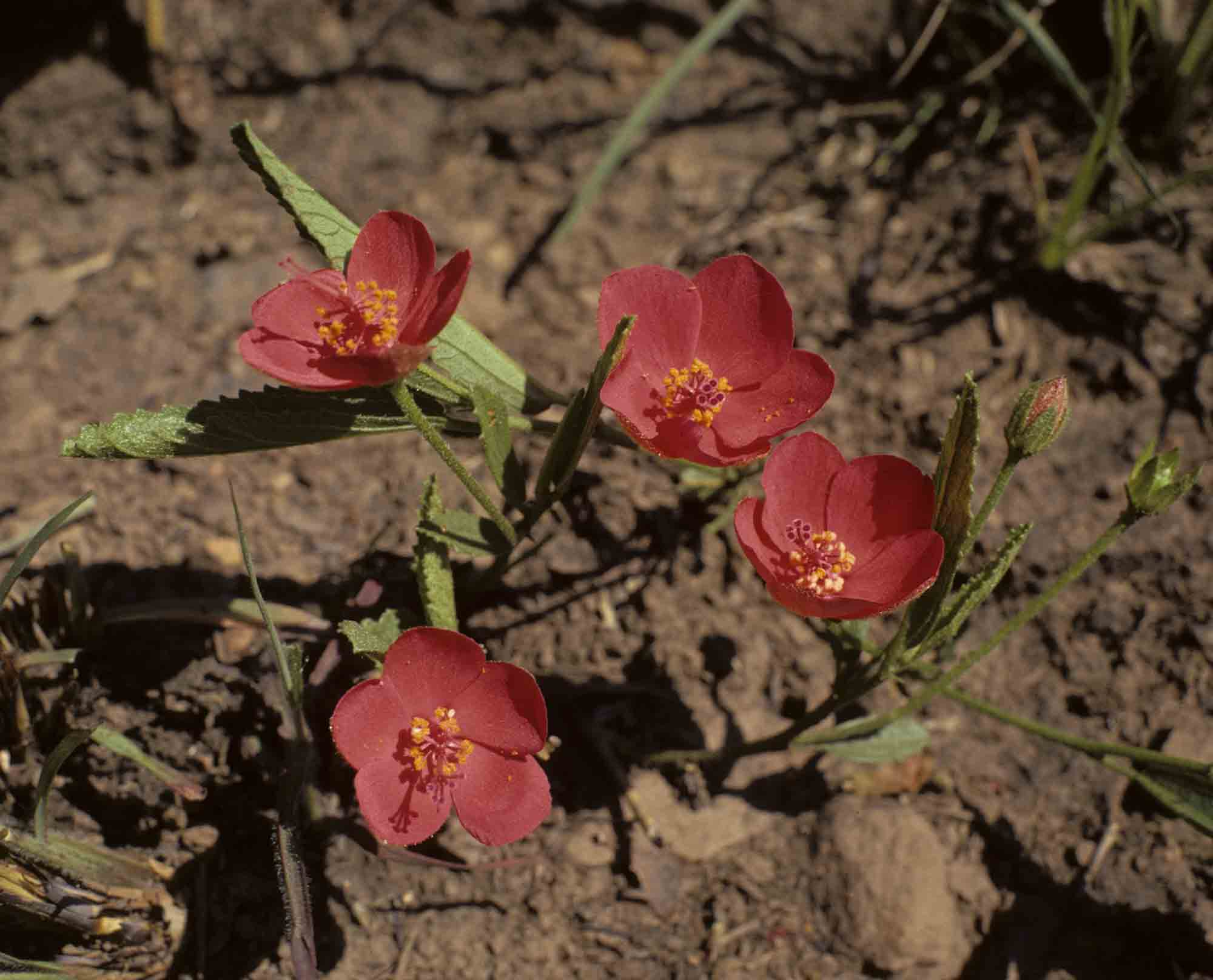 Hibiscus rhodanthus