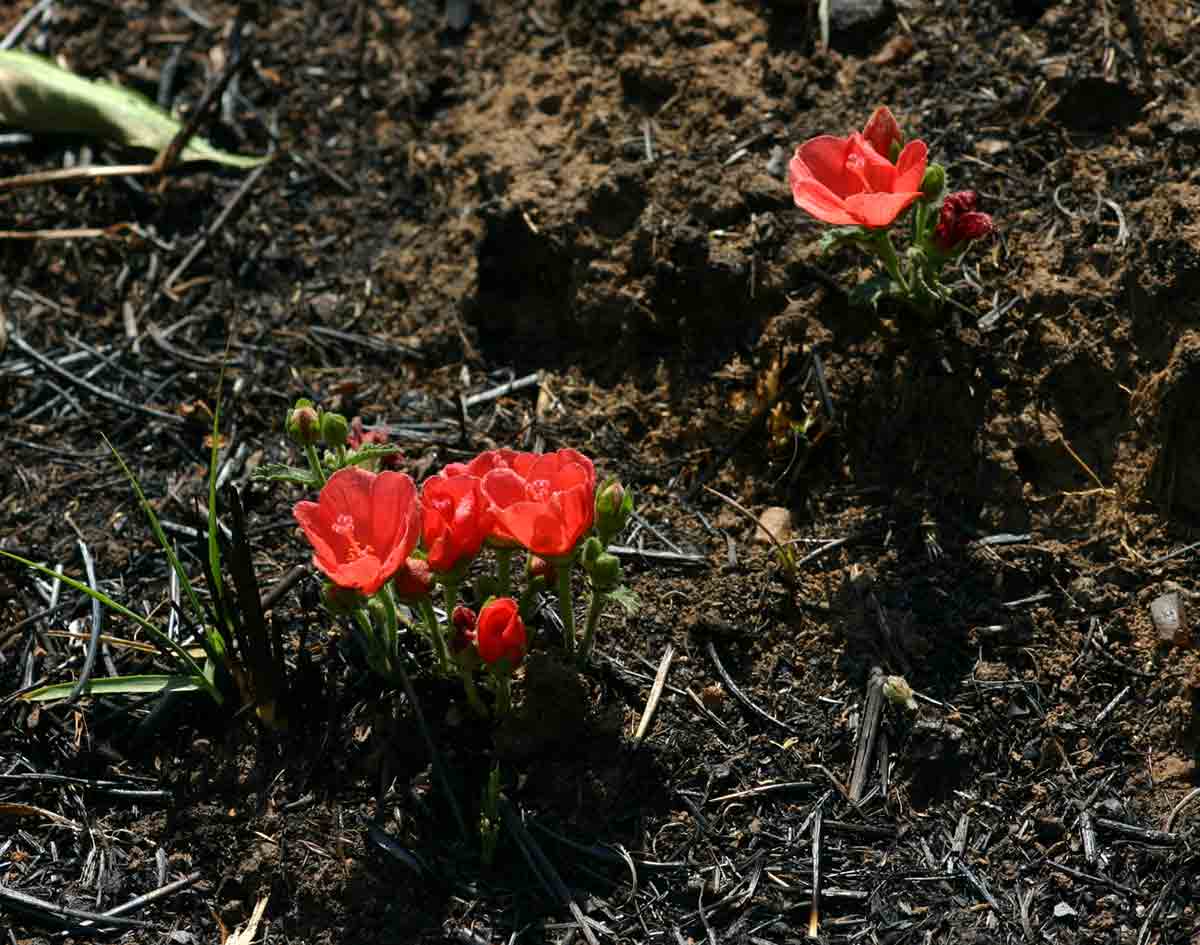 Hibiscus rhodanthus