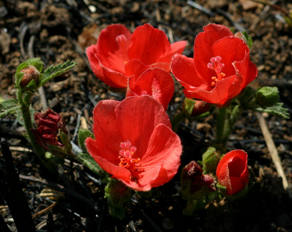Hibiscus rhodanthus