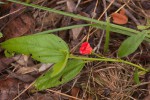 Hibiscus rhodanthus