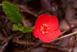 Hibiscus rhodanthus