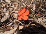 Hibiscus rhodanthus