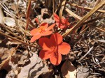 Hibiscus rhodanthus
