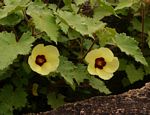 Hibiscus schinzii