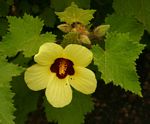 Hibiscus schinzii