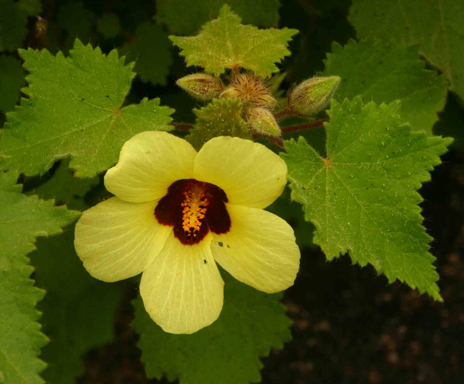 Hibiscus schinzii