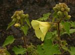 Hibiscus schinzii