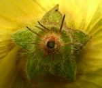 Hibiscus schinzii