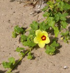 Hibiscus schinzii