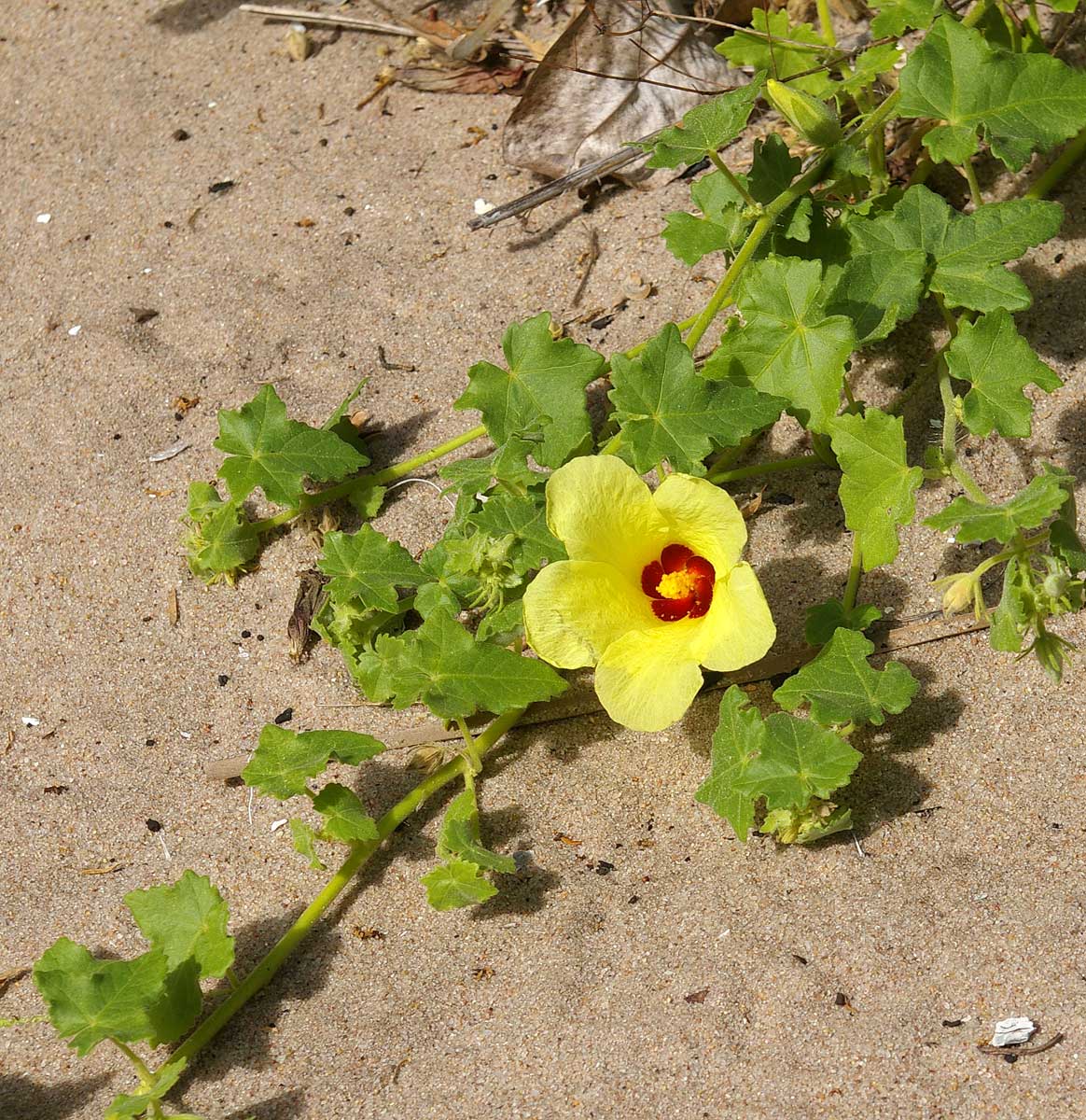 Hibiscus schinzii