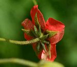 Hibiscus shirensis