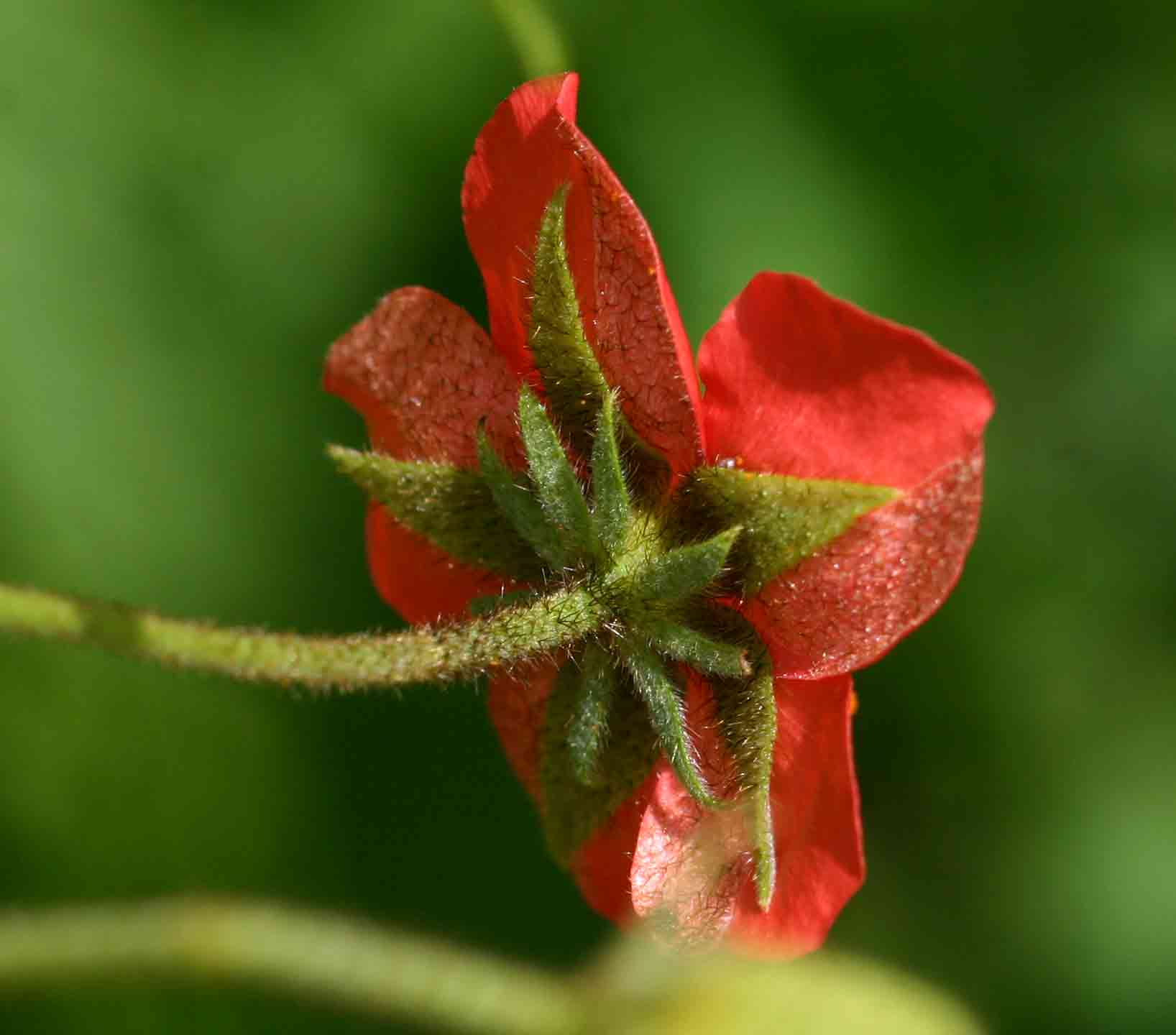 Hibiscus shirensis