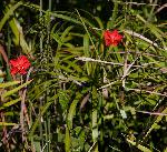 Hibiscus shirensis