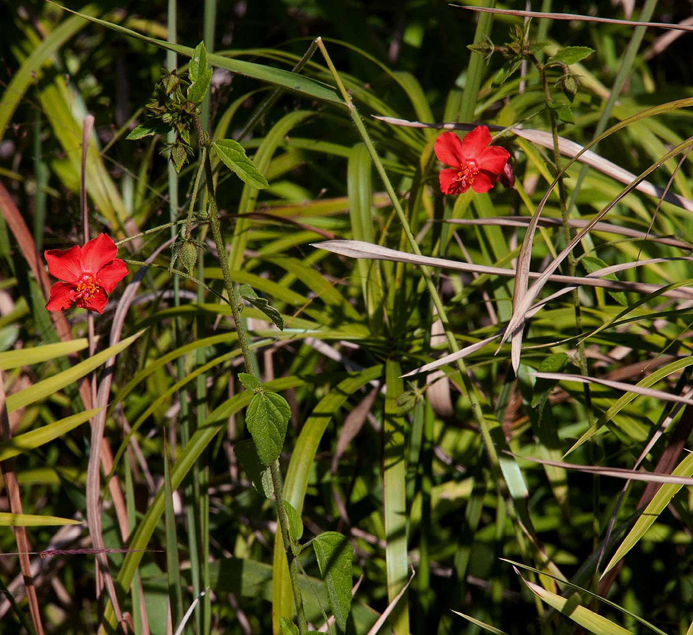 Hibiscus shirensis