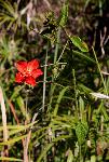 Hibiscus shirensis