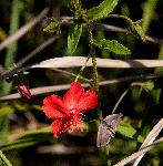 Hibiscus shirensis