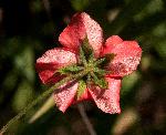 Hibiscus shirensis