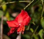 Hibiscus shirensis