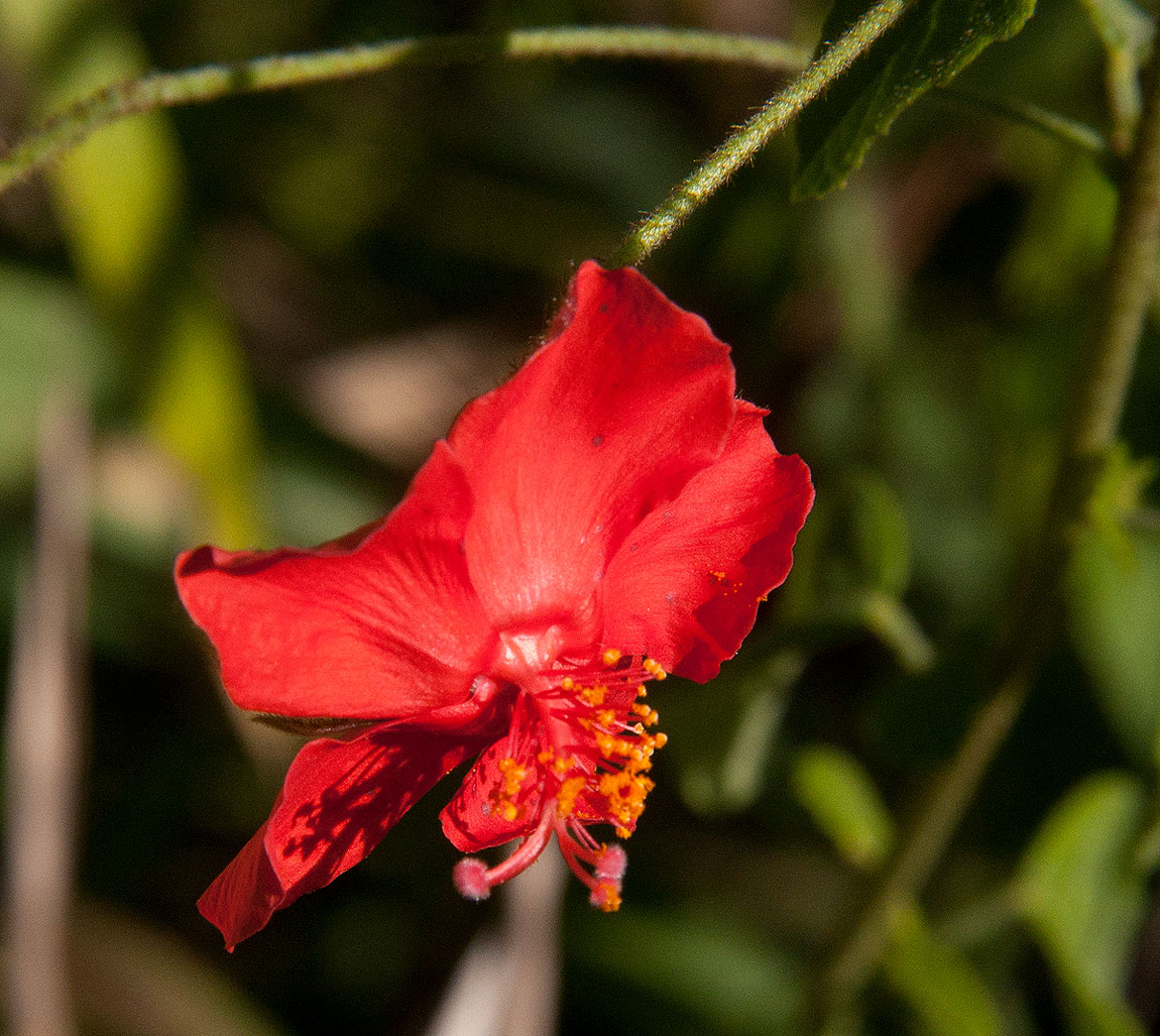 Hibiscus shirensis