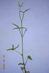 Hibiscus sidiformis