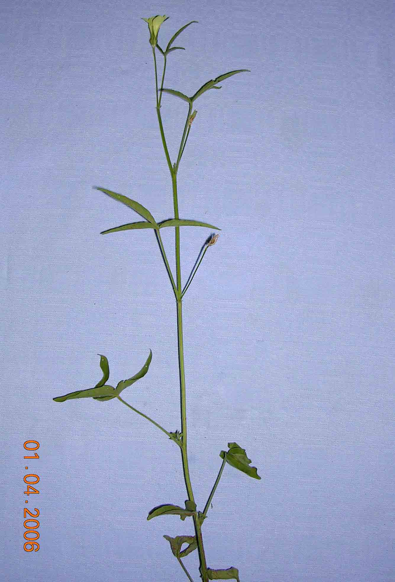 Hibiscus sidiformis